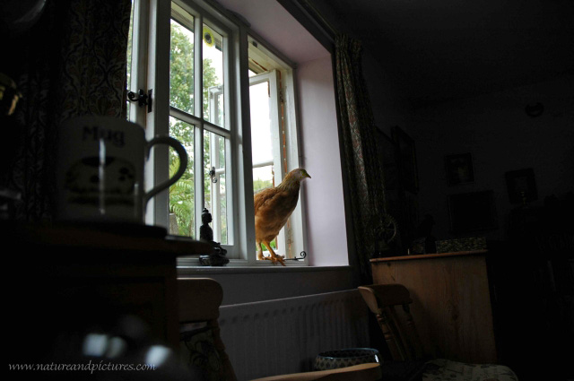 dogs, cats, ponies, horses-12.jpg - ER, HELLO - WEST SUSSEX - 2006